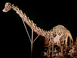 Dino