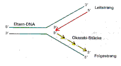 Replikations-Schema