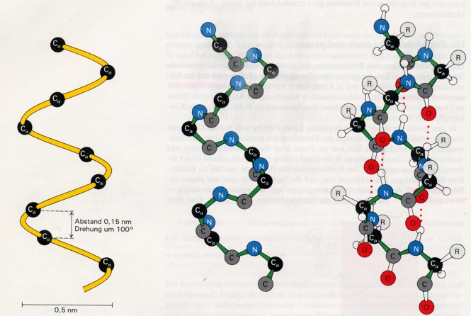 Proteine Aufbau Peptidbindung